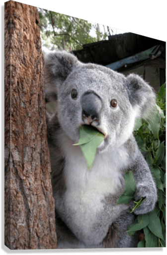 Surprised Koala-