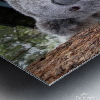 Surprised Koala-