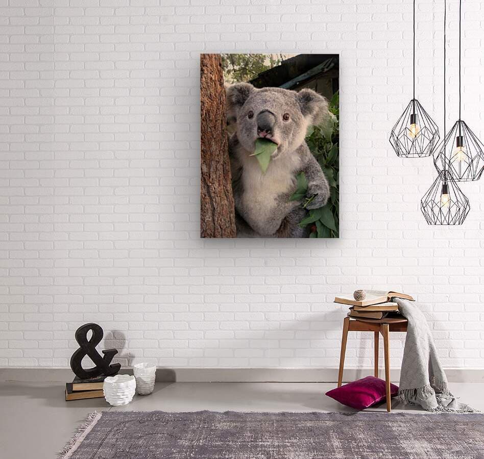 Surprised Koala-