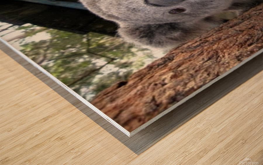 Surprised Koala-