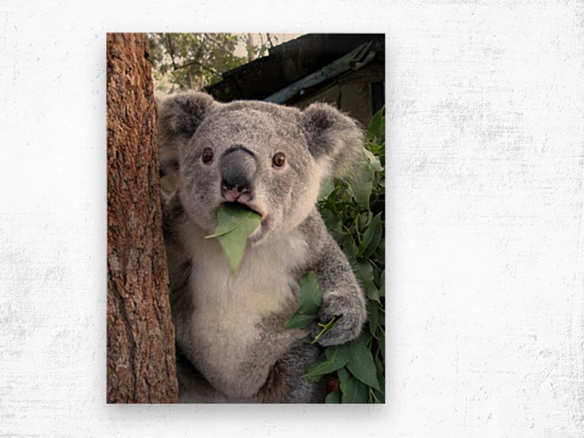 Surprised Koala-