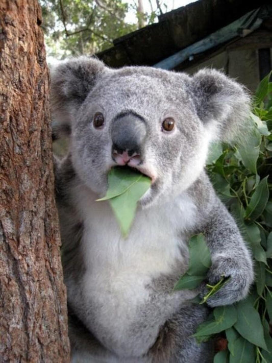 Surprised Koala-